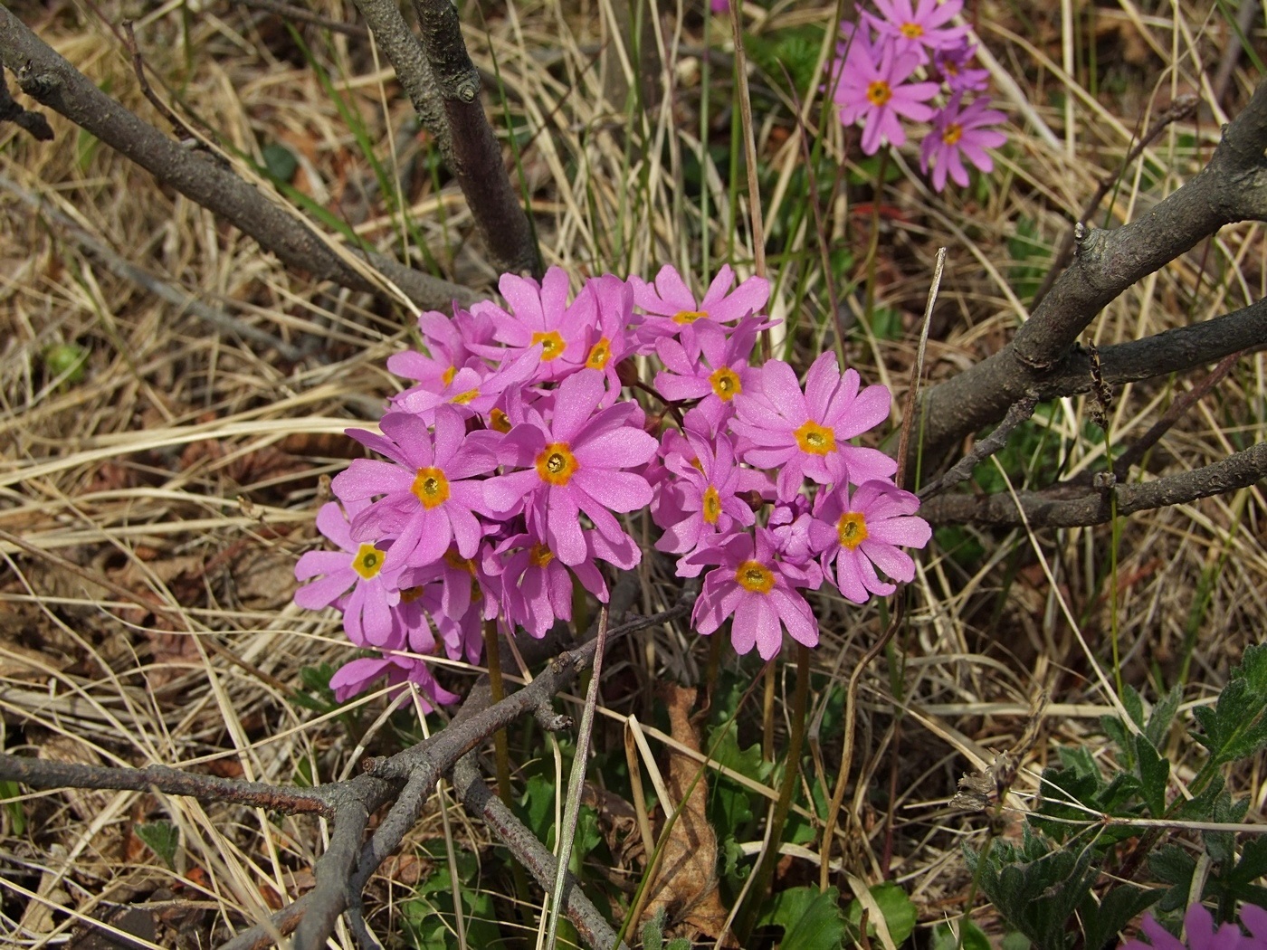 Image of Primula cuneifolia specimen.