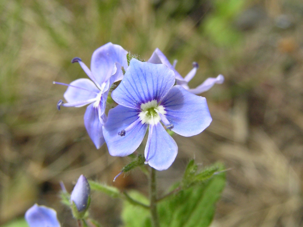 Image of Veronica chamaedrys specimen.