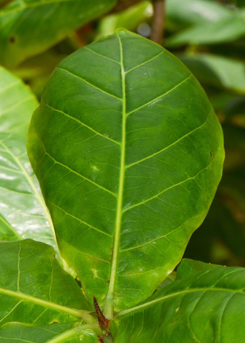 Image of Guettarda speciosa specimen.