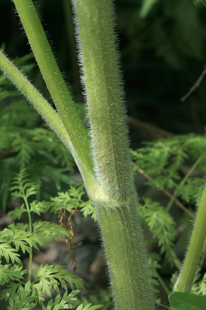 Image of Sphallerocarpus gracilis specimen.