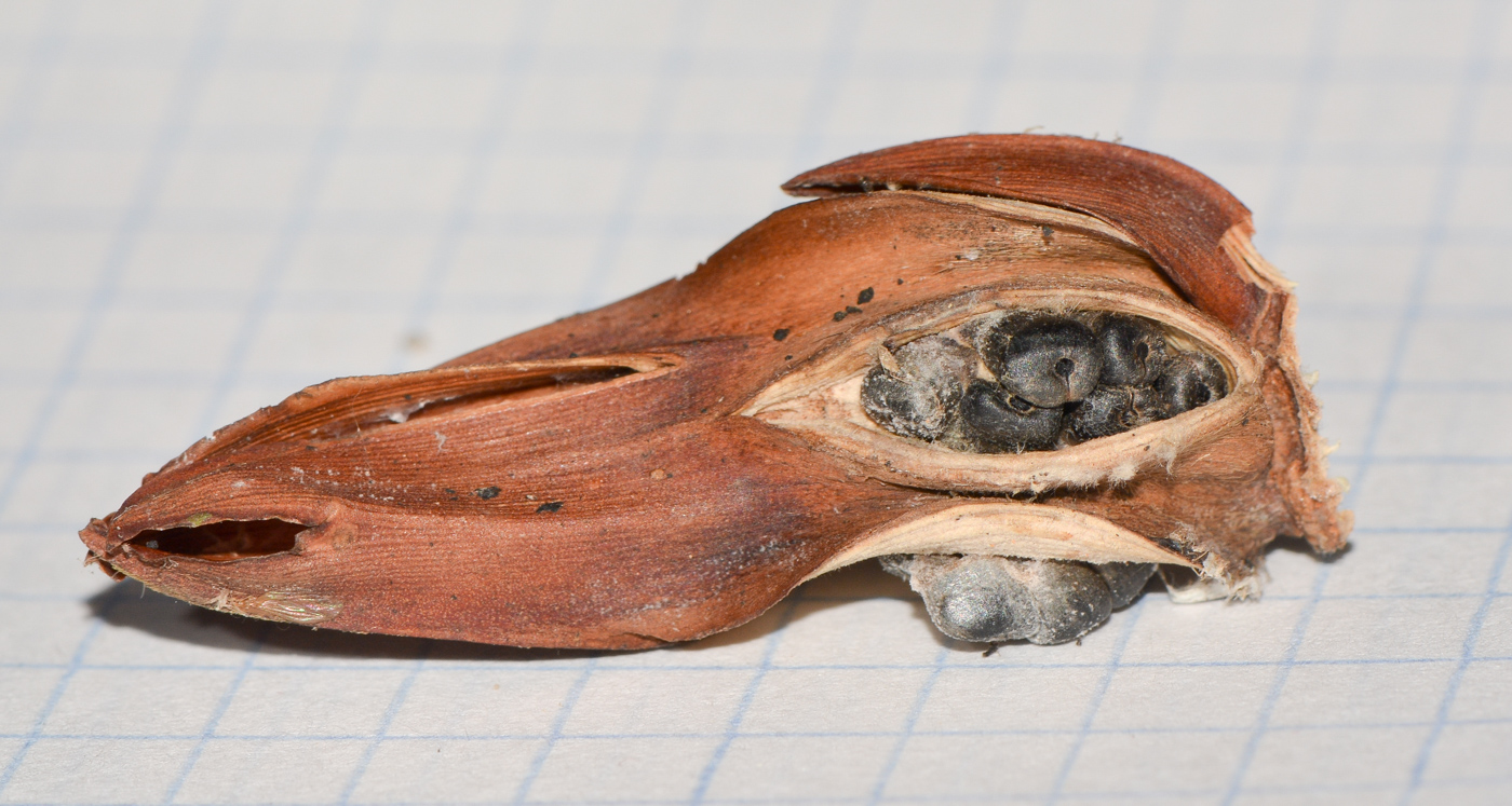 Image of Hellenia speciosa specimen.