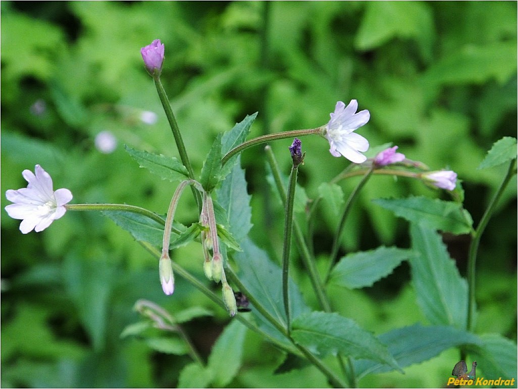 Image of Epilobium montanum specimen.