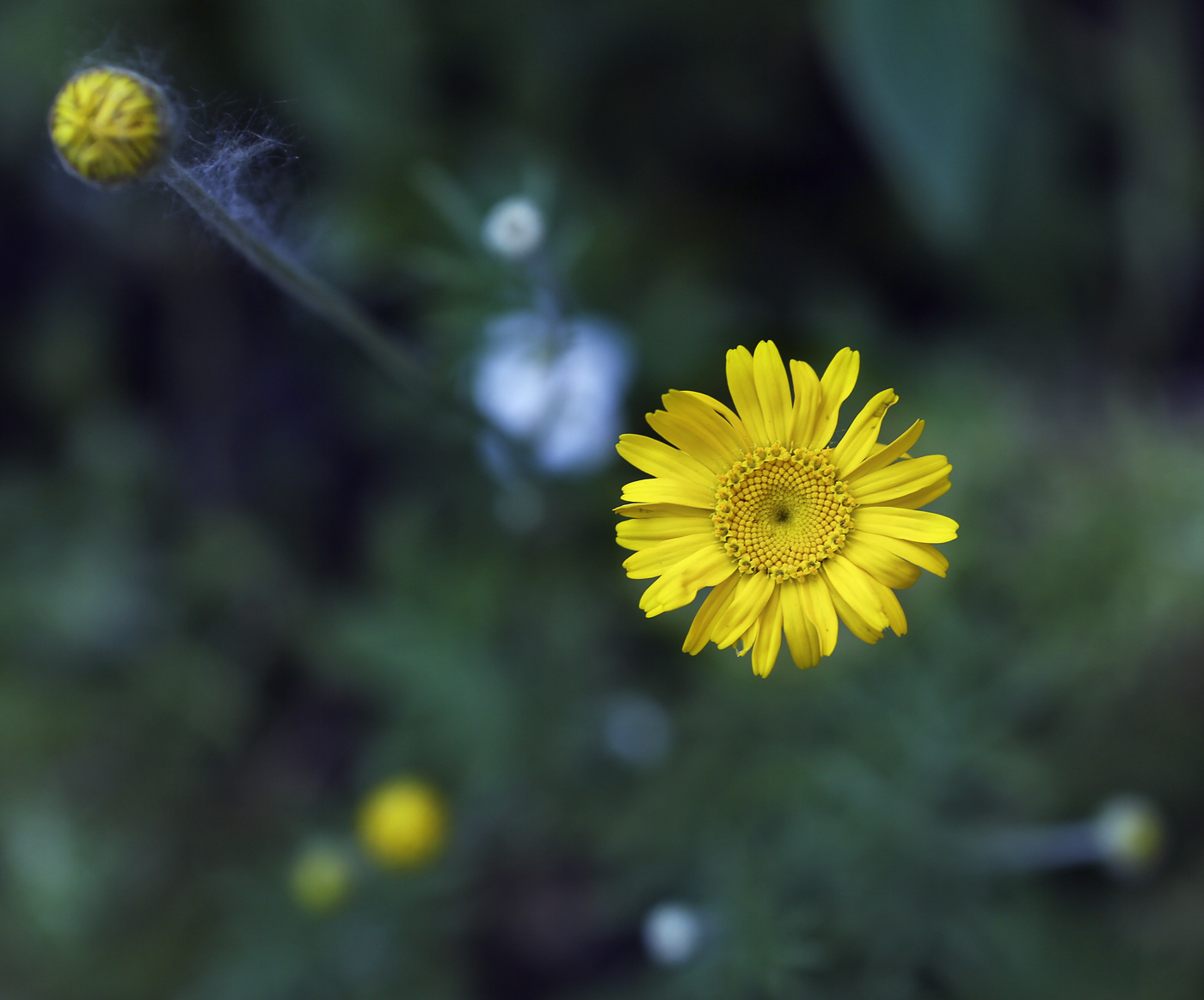 Image of Anthemis tinctoria specimen.