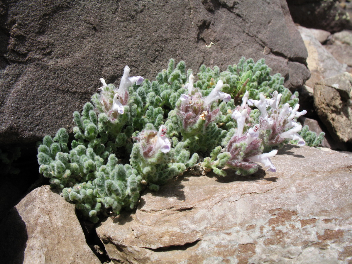 Image of Dracocephalum origanoides specimen.