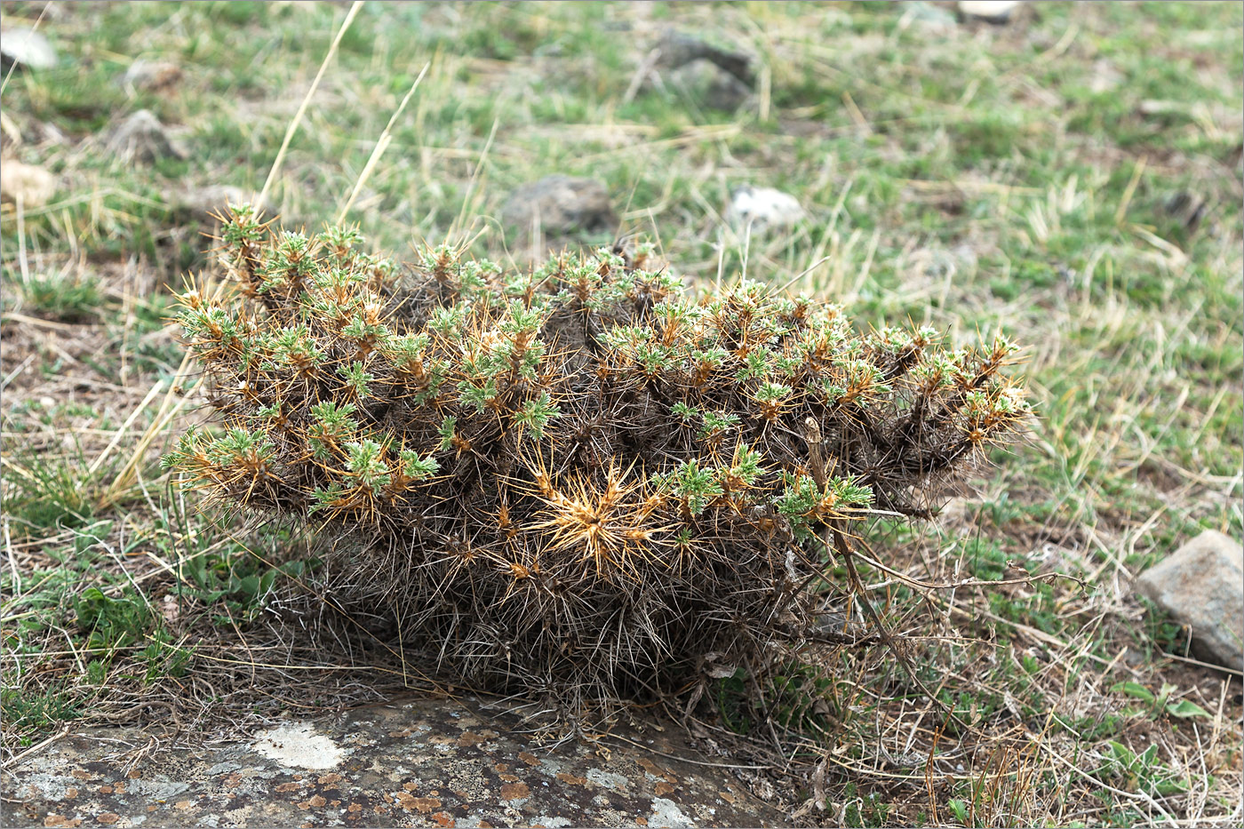 Изображение особи Astragalus microcephalus.