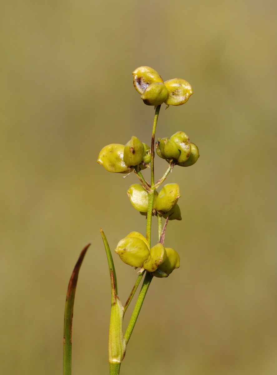 Image of Scheuchzeria palustris specimen.