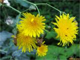 Sonchus arvensis ssp. uliginosus