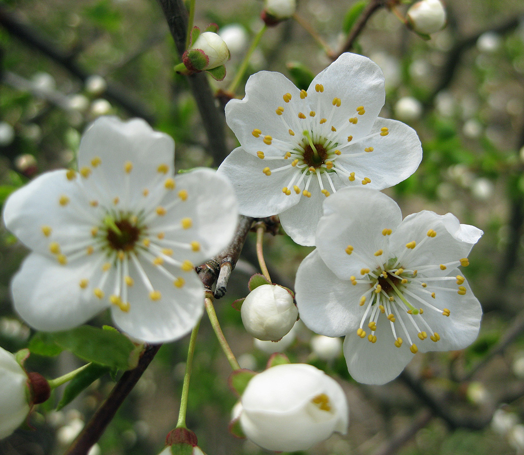 Image of Prunus cerasifera specimen.