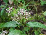 Eupatorium cannabinum