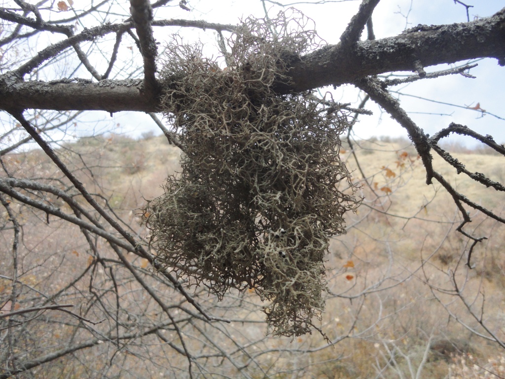 Image of division Ascomycota specimen.