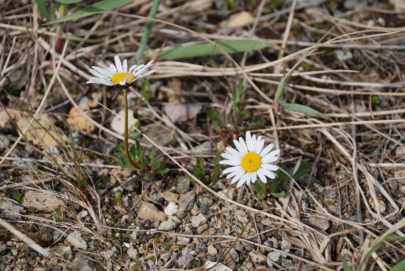 Image of Arctanthemum hultenii specimen.