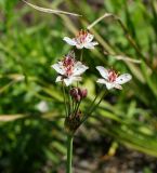 Butomus umbellatus. Раскрывающееся соцветие. Восточный Казахстан, г. Усть-Каменогорск, правый берег р. Иртыш, высыхающая часть заболоченного луга. 03.08.2017.