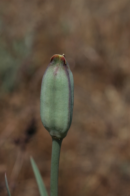 Image of Tulipa behmiana specimen.