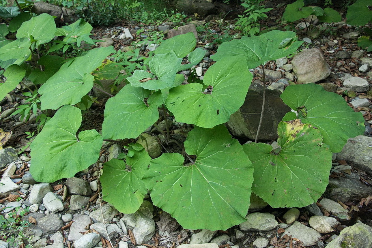 Image of Petasites hybridus specimen.