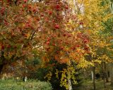 Sorbus aucuparia. Часть кроны плодоносящего дерева. Восточный Казахстан, г. Усть-Каменогорск, парк Жастар, в культуре. 10.10.2017.