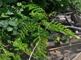 Caesalpinia bonduc. Верхушка побега с соцветиями. Малайзия, о-в Калимантан, национальный парк Бако, опушка прибрежного леса. 09.05.2017.