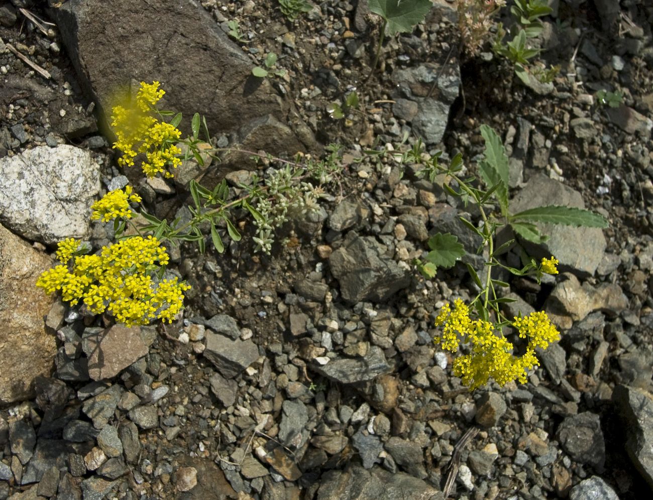 Изображение особи Odontarrhena muralis.