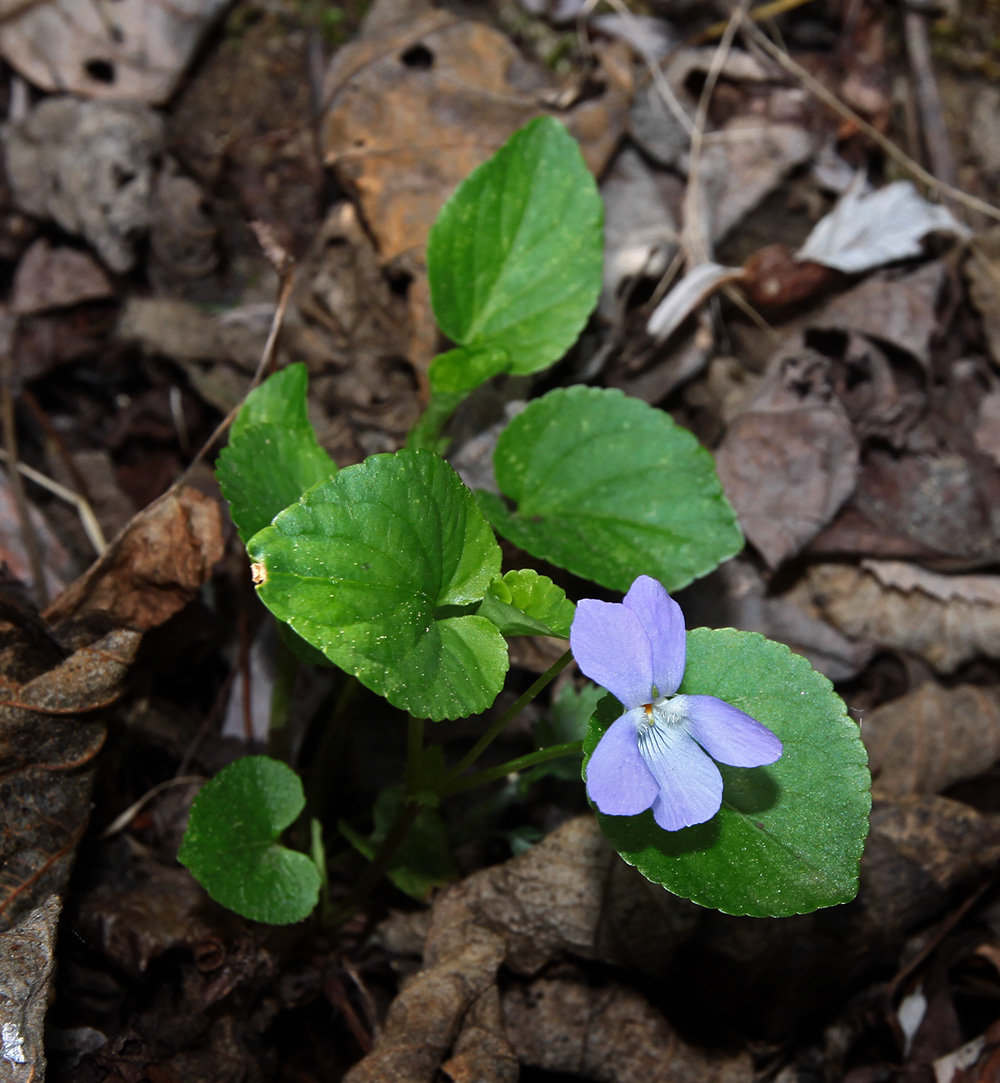 Image of Viola sacchalinensis specimen.