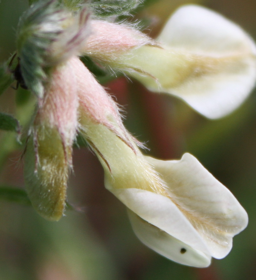 Image of Vicia pannonica specimen.