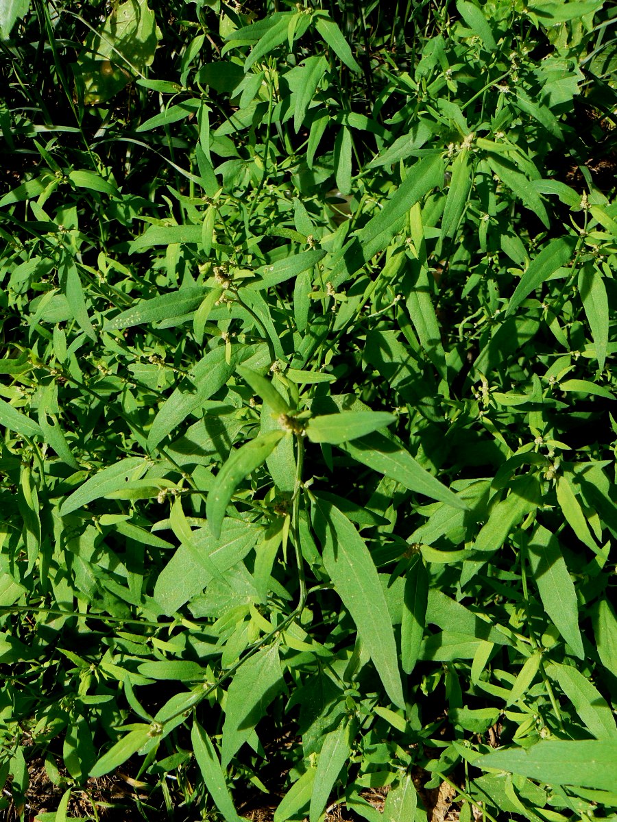 Image of Atriplex patula specimen.