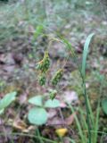 Carex paupercula