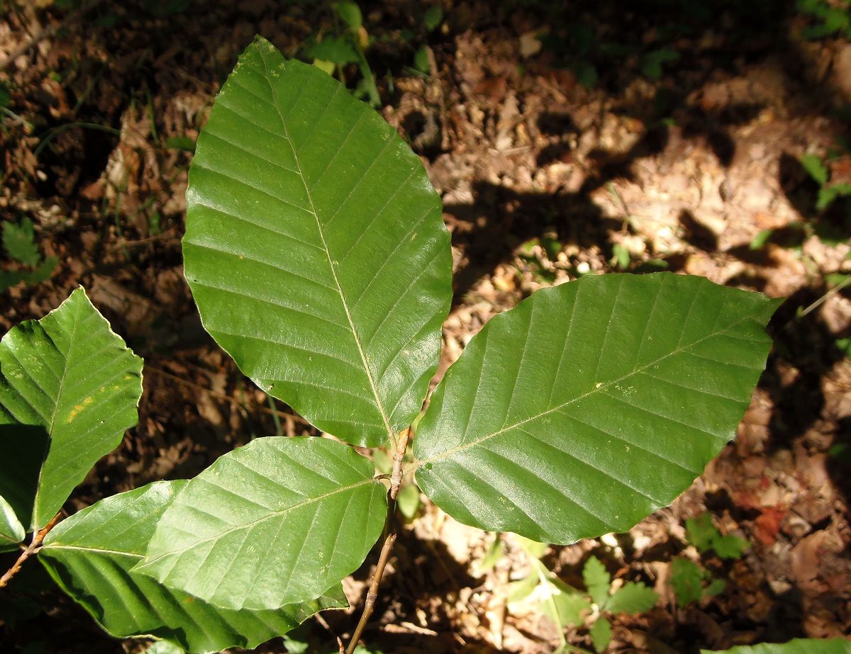 Image of Fagus &times; taurica specimen.