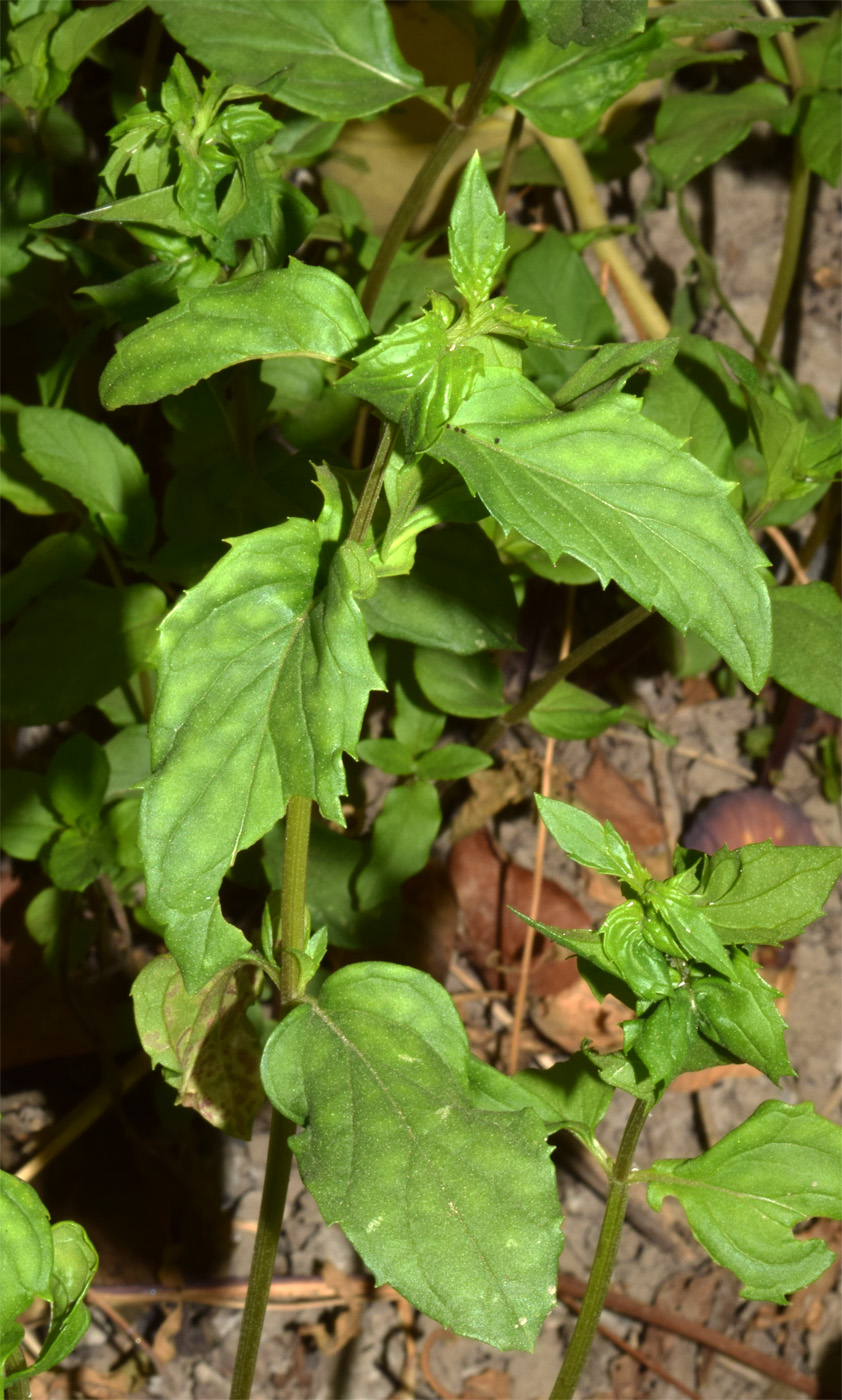 Image of genus Mentha specimen.