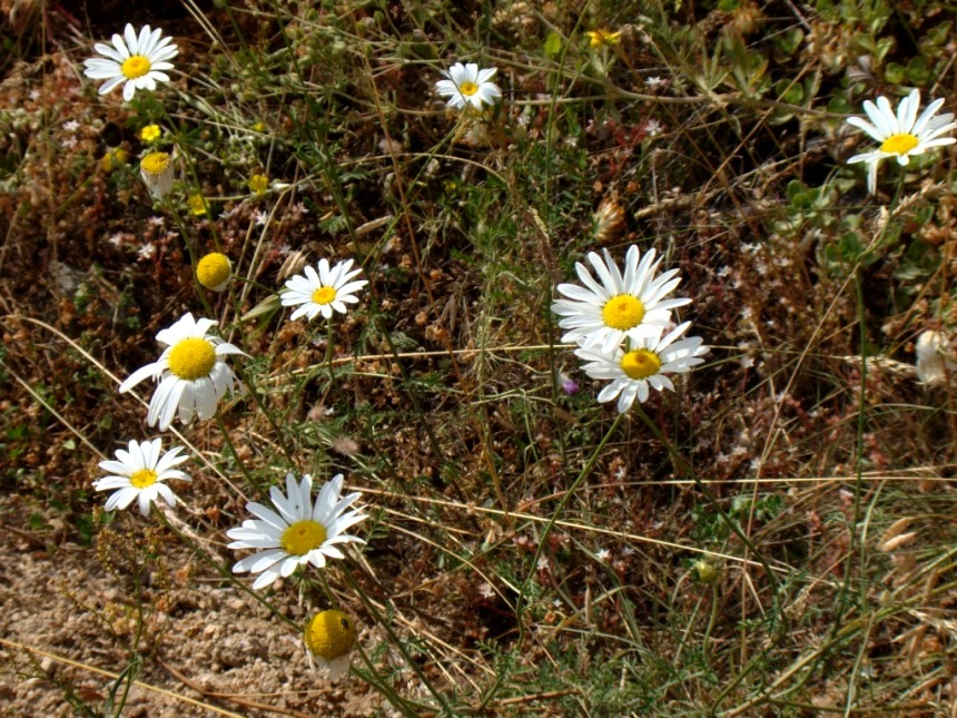 Image of Pyrethrum chamaemelifolium specimen.