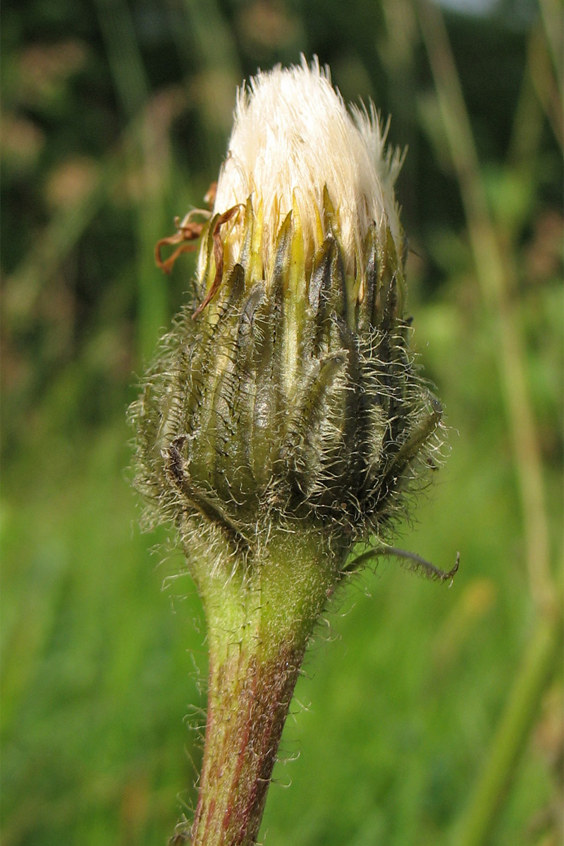 Image of Trommsdorffia uniflora specimen.