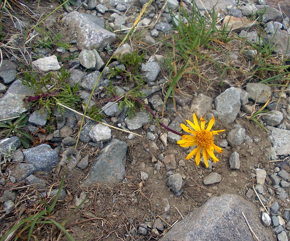 Image of Senecio carpathicus specimen.