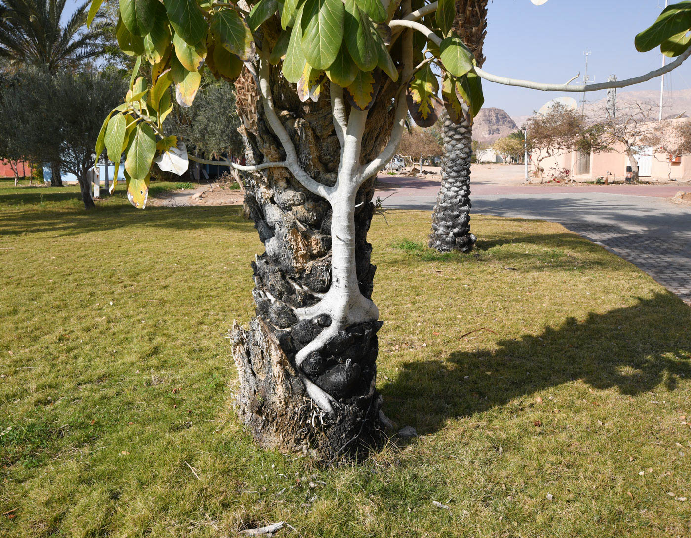 Изображение особи Ficus benghalensis.