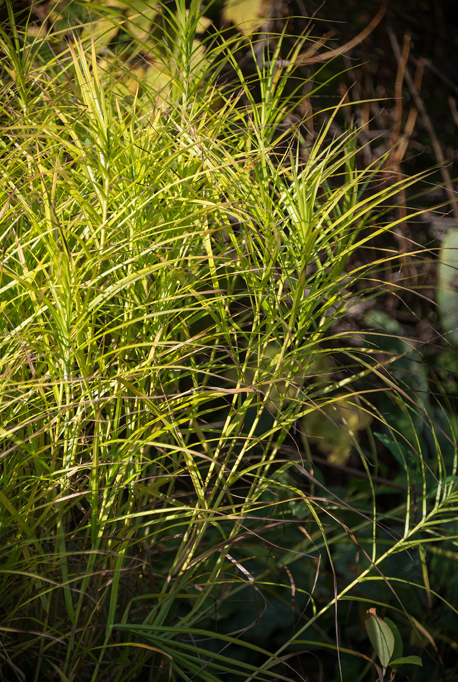 Image of Carex muskingumensis specimen.