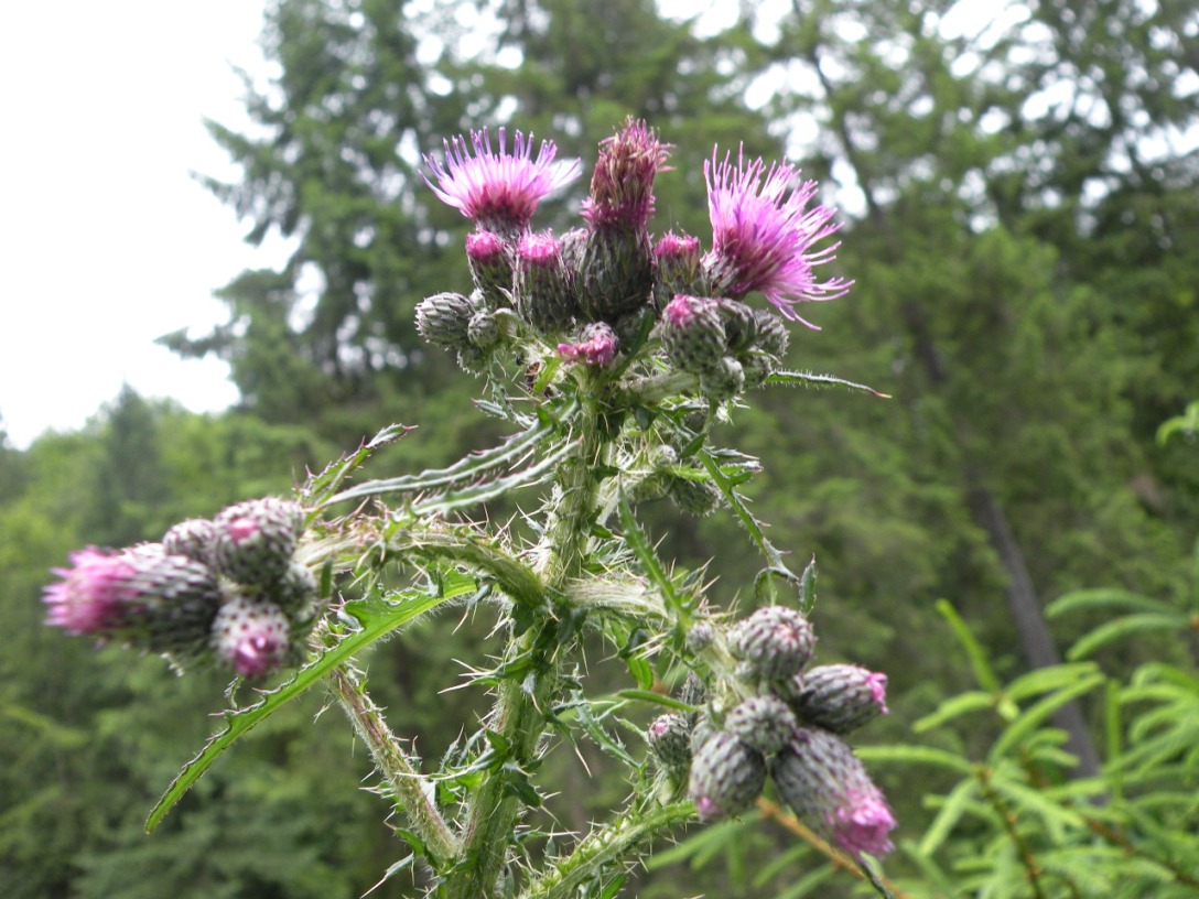 Image of Cirsium palustre specimen.