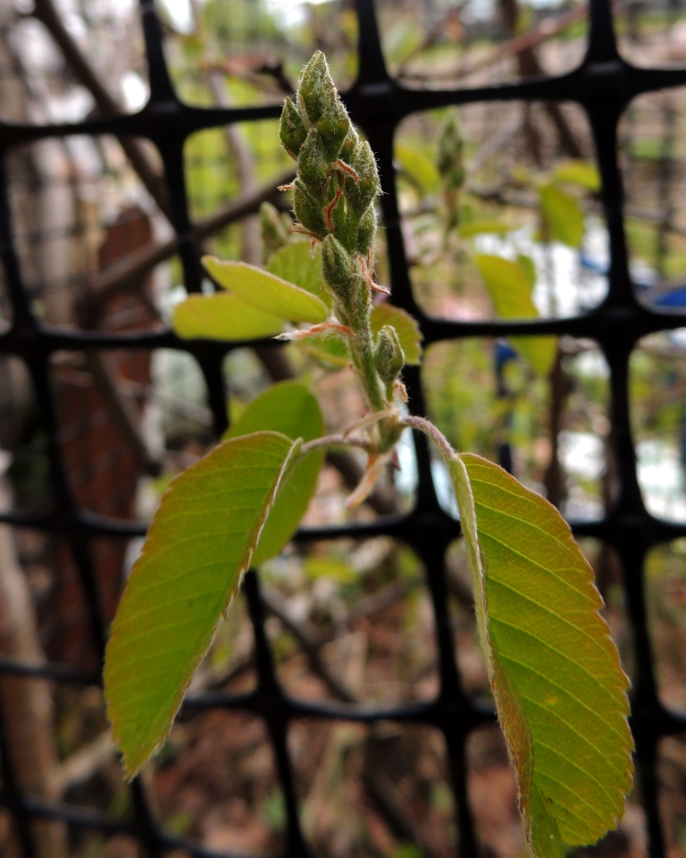 Изображение особи род Amelanchier.