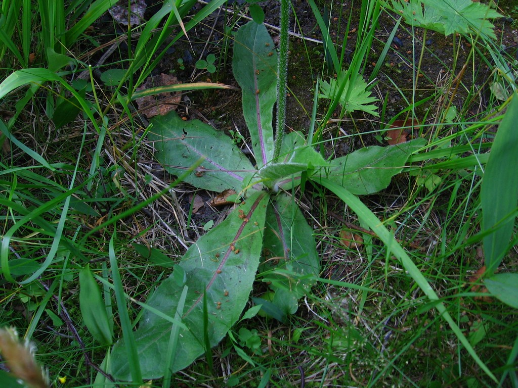 Image of Trommsdorffia maculata specimen.