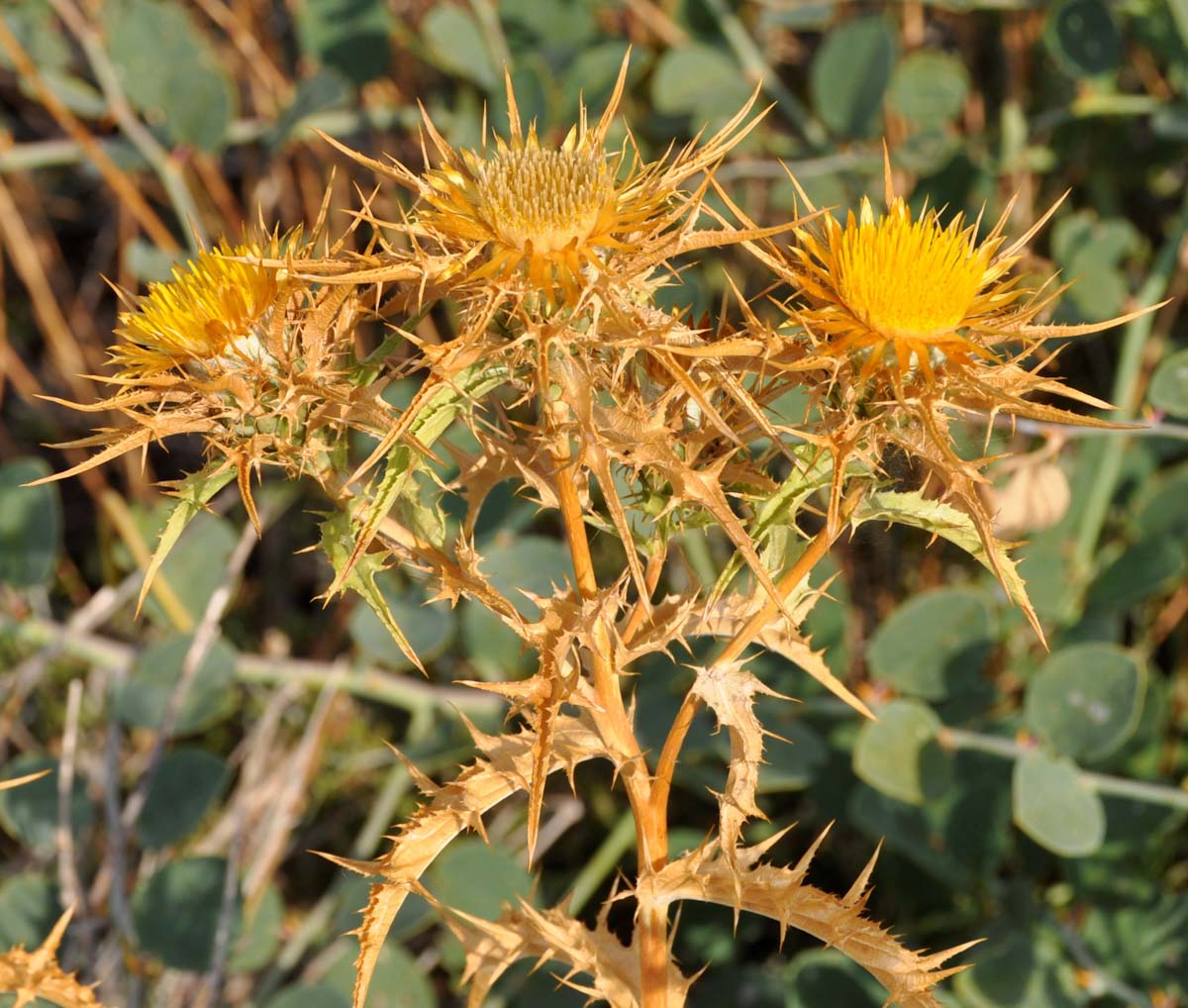 Изображение особи Carlina libanotica.