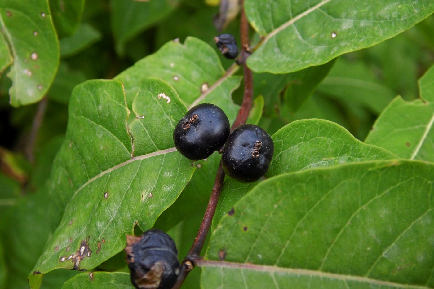 Image of Lonicera orientalis specimen.