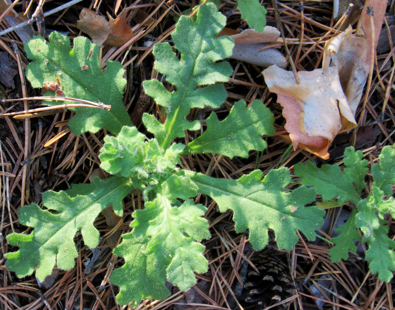 Image of Senecio viscosus specimen.