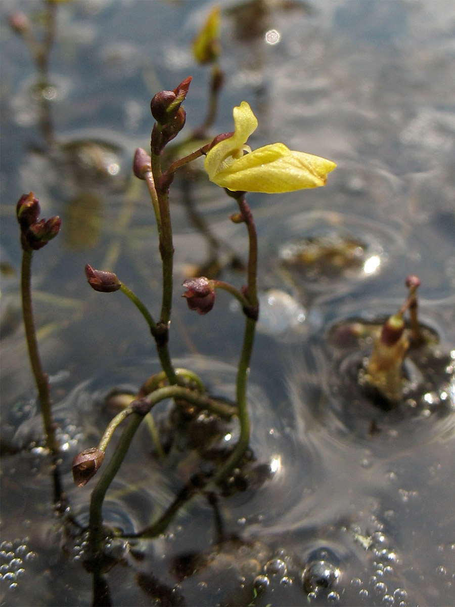 Изображение особи Utricularia minor.