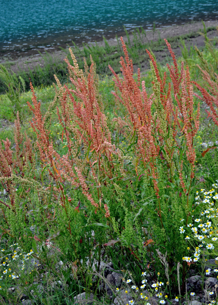 Image of genus Rumex specimen.