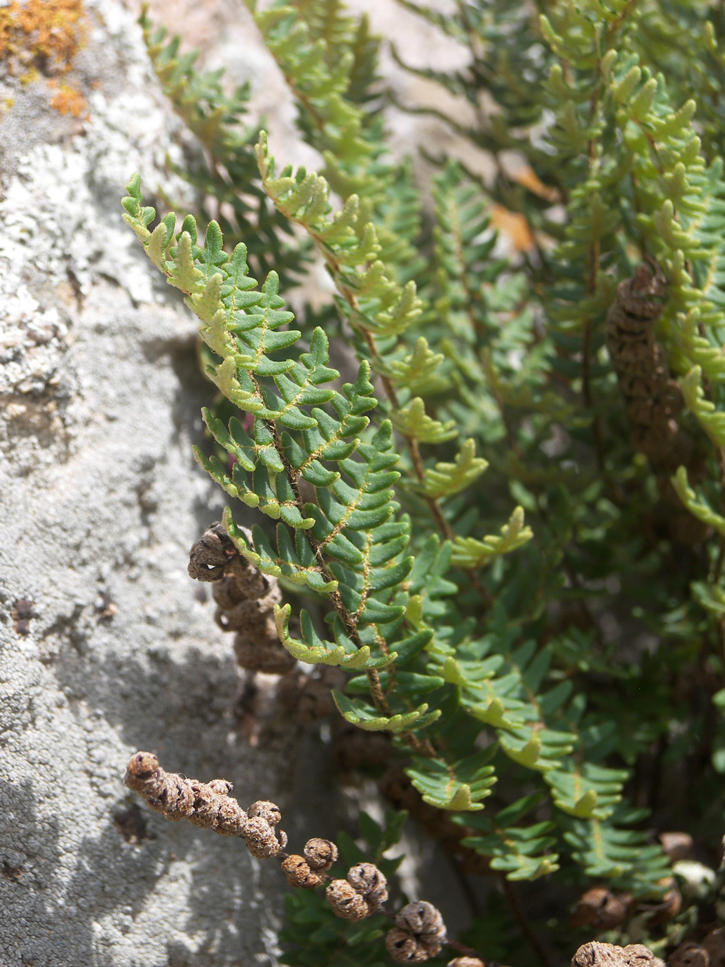 Изображение особи Paragymnopteris marantae.