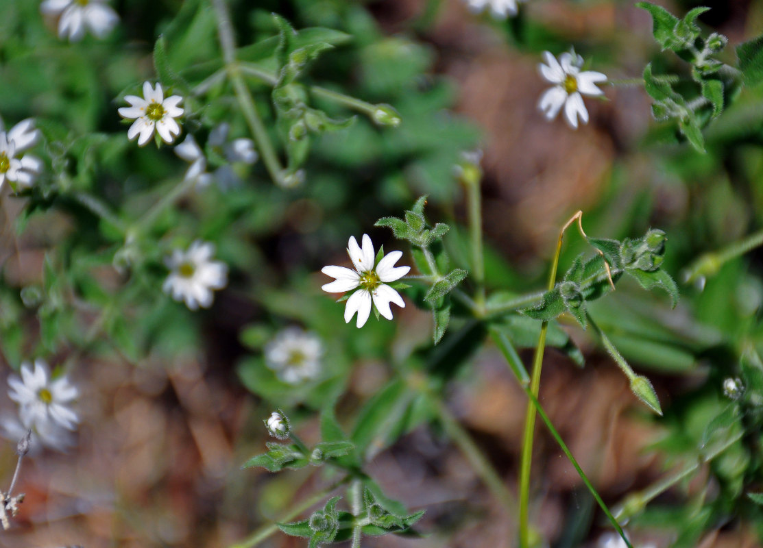 Изображение особи Stellaria dichotoma.