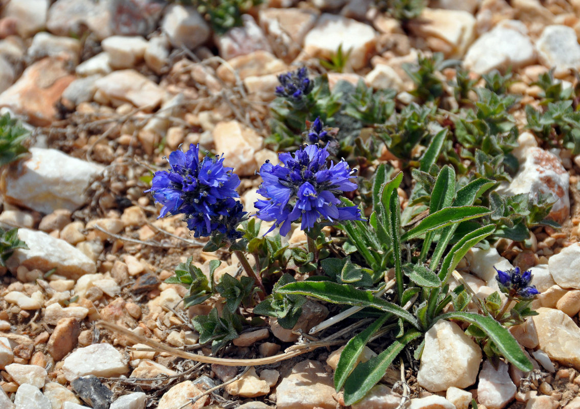 Image of Veronica macrostemon specimen.