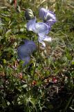 Aconitum delphiniifolium