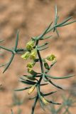 Asparagus angulofractus