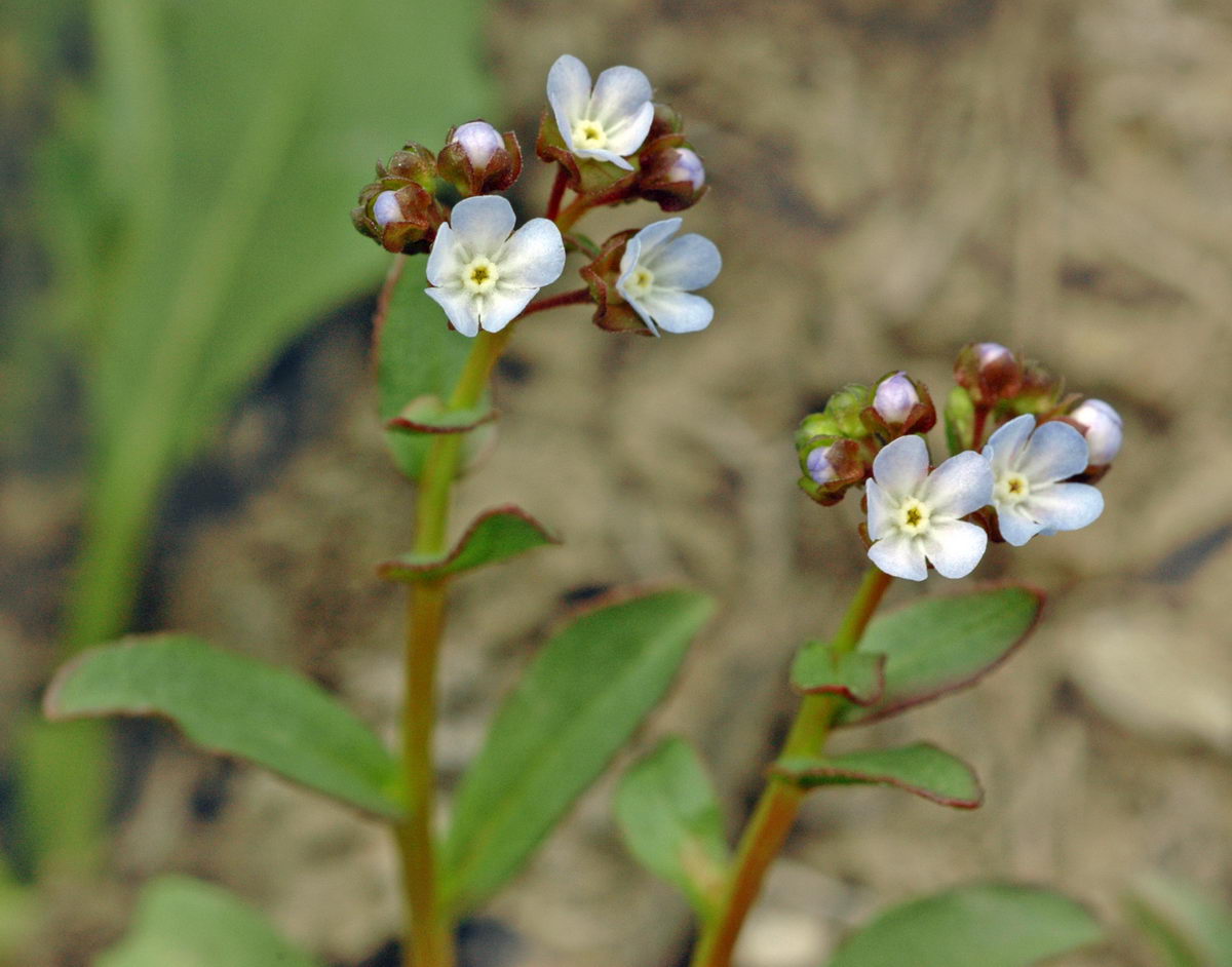 Изображение особи Suchtelenia calycina.