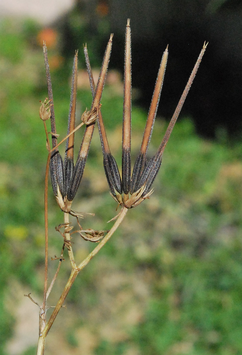 Image of Scandix pecten-veneris specimen.