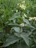 Смотреть изображение Vincetoxicum hirundinaria