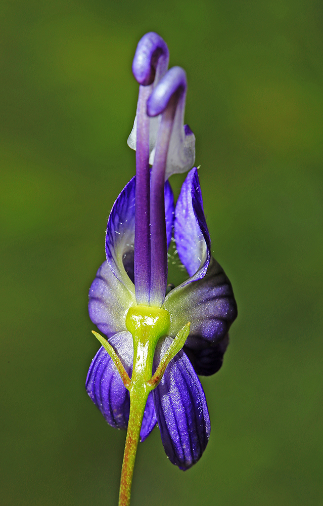 Image of Aconitum sczukinii specimen.