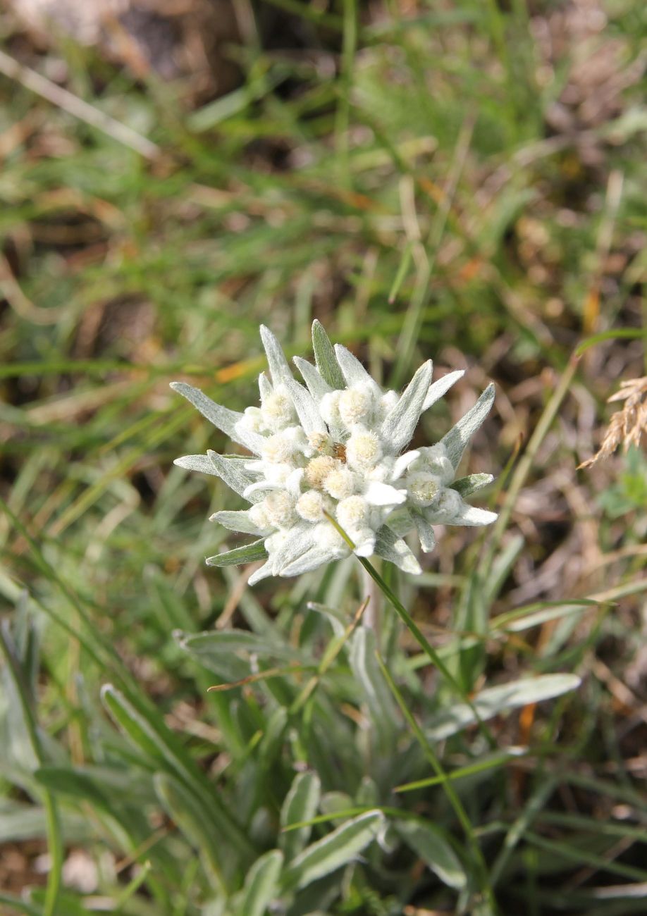 Image of genus Leontopodium specimen.